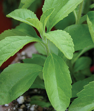 herbal-stevia-leaf-500x500.jpeg